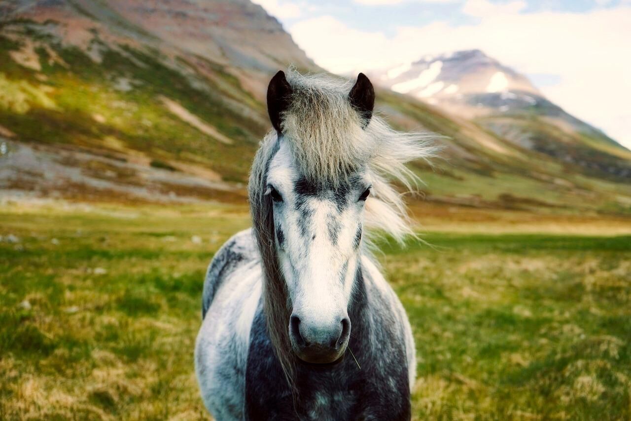 A Beautiful Horse in the Wild